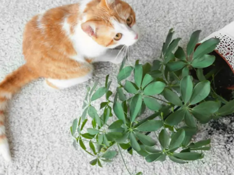 Cat next to a potted plant spilled on durable carpet floor | Floor Systems in Lisbon, ME